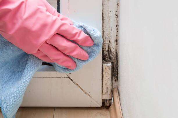 Reliable Marcus Hook, PA Mold Removal Solutions